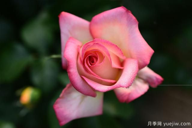 冬季如何養(yǎng)月季花？上肥澆水修剪清園(圖1)