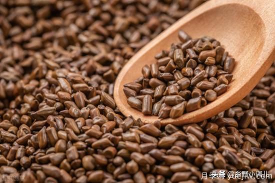種植哪些藥材前景好？3種中藥材用途廣收益高前景好(圖1)
