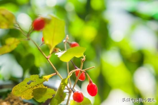 種植哪些藥材前景好？3種中藥材用途廣收益高前景好(圖2)