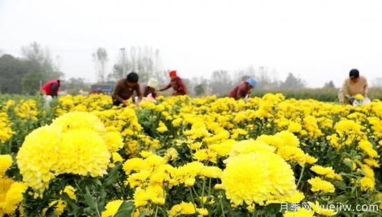 農(nóng)民種植菊花，既能欣賞也能致富發(fā)家(圖2)