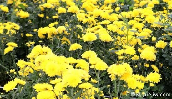 農(nóng)民種植菊花，既能欣賞也能致富發(fā)家(圖3)