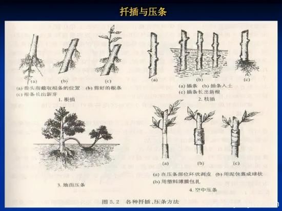 園林人必須知道的100個(gè)花卉基礎(chǔ)知識點(diǎn)(圖2)