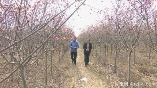 菏澤成武：千畝海棠反季節(jié)開花，逆襲深秋成一景(圖2)