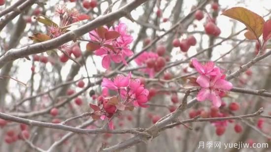菏澤成武：千畝海棠反季節(jié)開花，逆襲深秋成一景(圖3)
