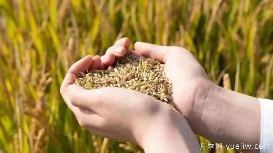河南糧食倉(cāng)容量位居全國(guó)**！出臺(tái)儲(chǔ)備糧管理辦法保障糧食安全(圖1)