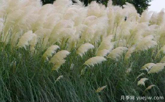 花有花鏡，草有草境！這么美的觀賞草你了解多少(圖2)
