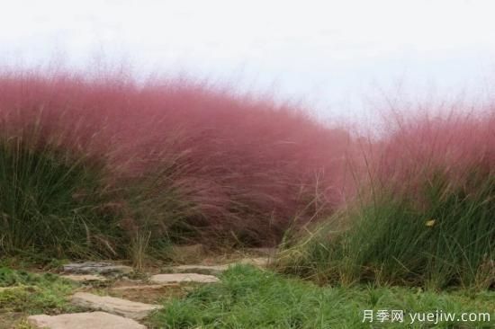 花有花鏡，草有草境！這么美的觀賞草你了解多少(圖4)