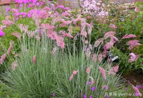花有花鏡，草有草境！這么美的觀賞草你了解多少(圖7)