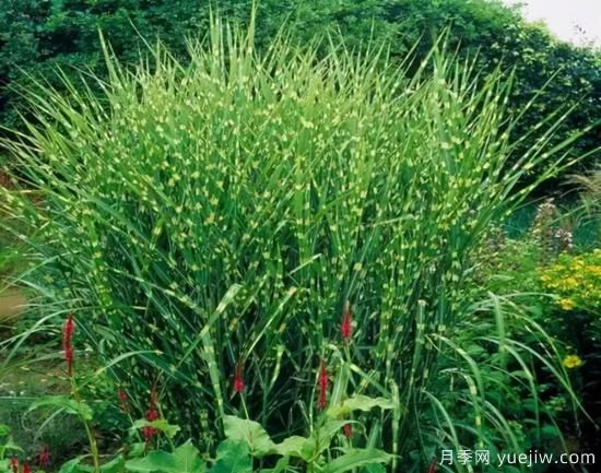 花有花鏡，草有草境！這么美的觀賞草你了解多少(圖9)