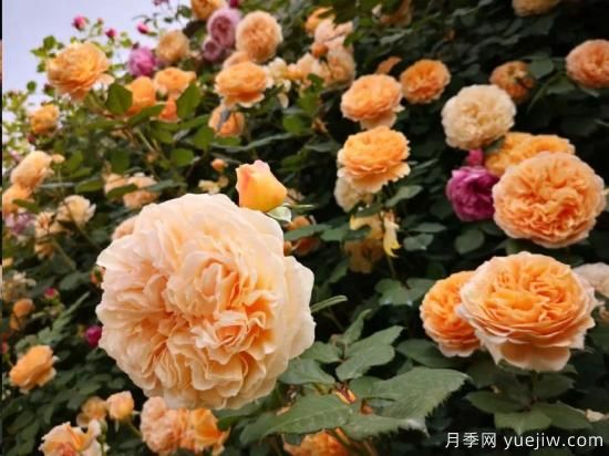 藤本月季12月可以開始牽引嗎？不同地區(qū)差異大！(圖1)