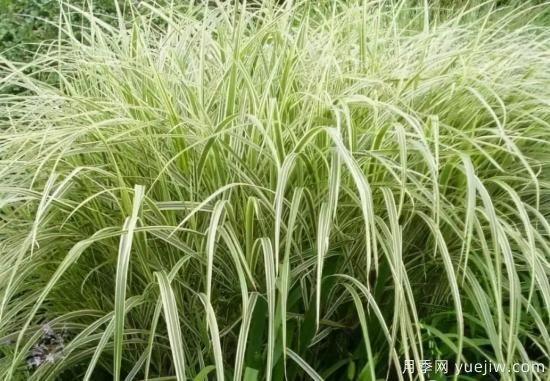 花有花鏡，草有草境！這么美的觀賞草你了解多少(圖10)