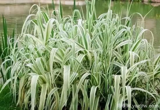 花有花鏡，草有草境！這么美的觀賞草你了解多少(圖14)