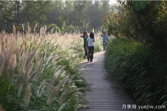 花有花鏡，草有草境！這么美的觀賞草你了解多少(圖18)