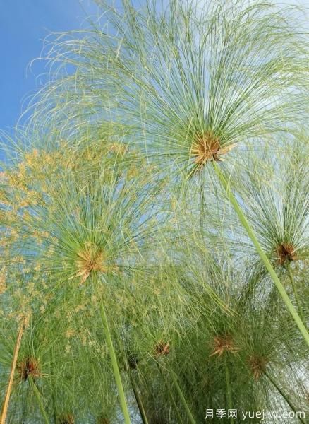 花有花鏡，草有草境！這么美的觀賞草你了解多少(圖17)