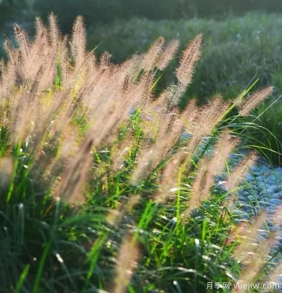 花有花鏡，草有草境！這么美的觀賞草你了解多少(圖19)