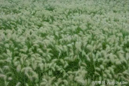 花有花鏡，草有草境！這么美的觀賞草你了解多少(圖20)