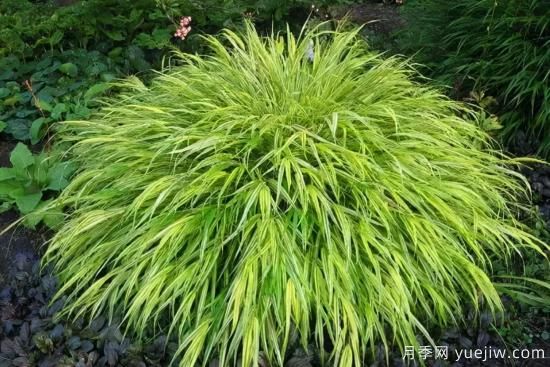 花有花鏡，草有草境！這么美的觀賞草你了解多少(圖22)