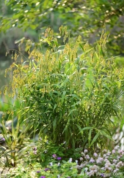 花有花鏡，草有草境！這么美的觀賞草你了解多少(圖25)