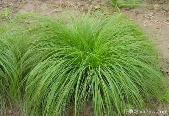 花有花鏡，草有草境！這么美的觀賞草你了解多少(圖26)