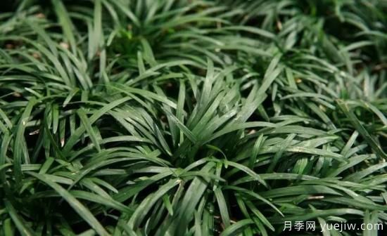 花有花鏡，草有草境！這么美的觀賞草你了解多少(圖30)