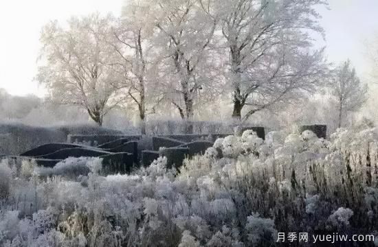 花有花鏡，草有草境！這么美的觀賞草你了解多少(圖31)