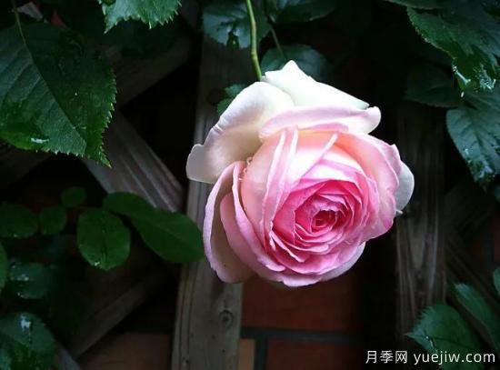 龍沙寶石，***受歡迎的粉色藤本月季，無法抗拒的魅力(圖4)