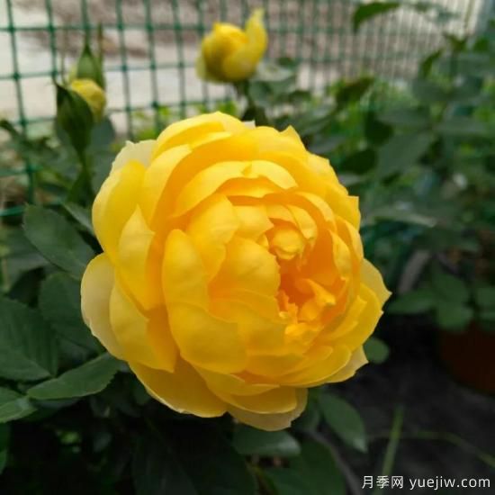 金絲雀，黃花月季中的王中王，美麗漂亮常年開(kāi)花不停歇(圖3)