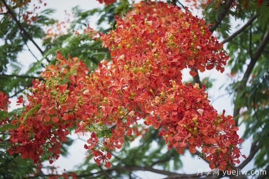 鳳凰木適合在哪種植，北方能種嗎？(圖1)