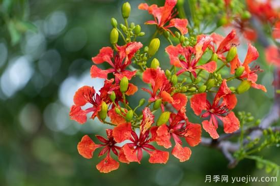 鳳凰木適合在哪種植，北方能種嗎？(圖2)
