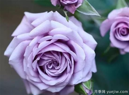 紫色月季花有哪些品種？分享30款紫色月季(圖1)