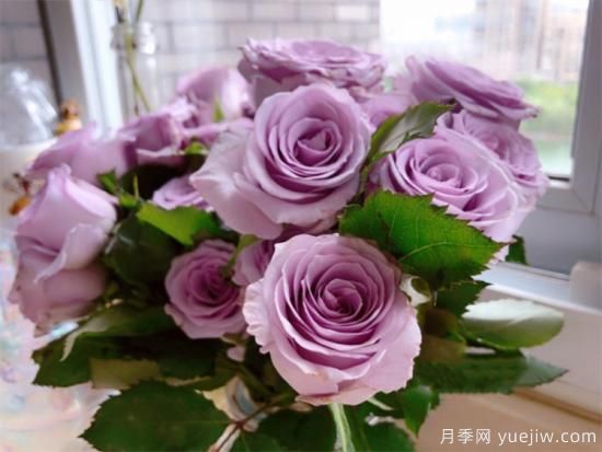 紫色月季花有哪些品種？分享30款紫色月季(圖4)