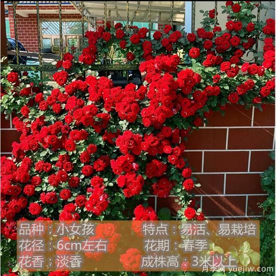 精挑推薦十個月季花品種，爭奇斗艷形態(tài)顏色各異(圖2)