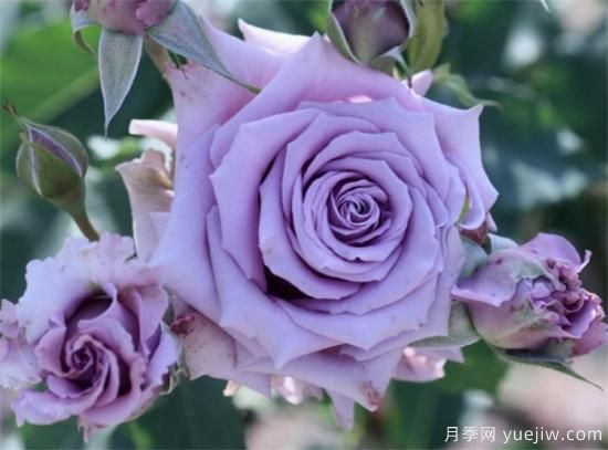 紫色月季花有哪些品種？分享30款紫色月季(圖9)
