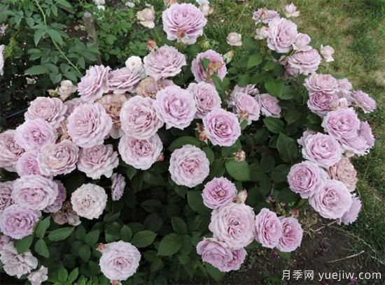 紫色月季花有哪些品種？分享30款紫色月季(圖7)