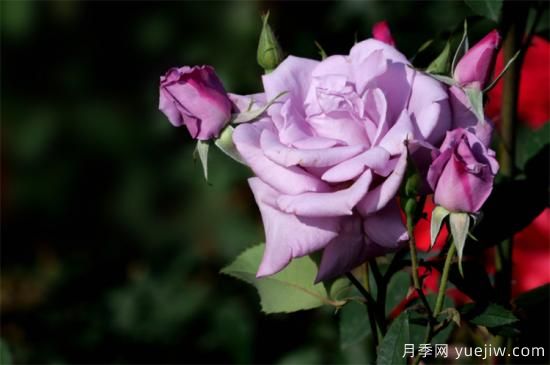紫色月季花有哪些品種？分享30款紫色月季(圖8)