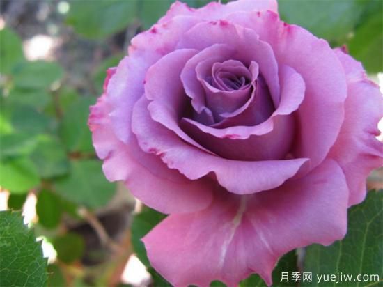 紫色月季花有哪些品種？分享30款紫色月季(圖13)