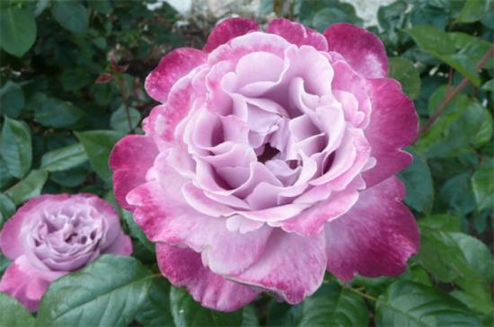 紫色月季花有哪些品種？分享30款紫色月季(圖15)