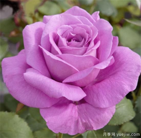 紫色月季花有哪些品種？分享30款紫色月季(圖16)