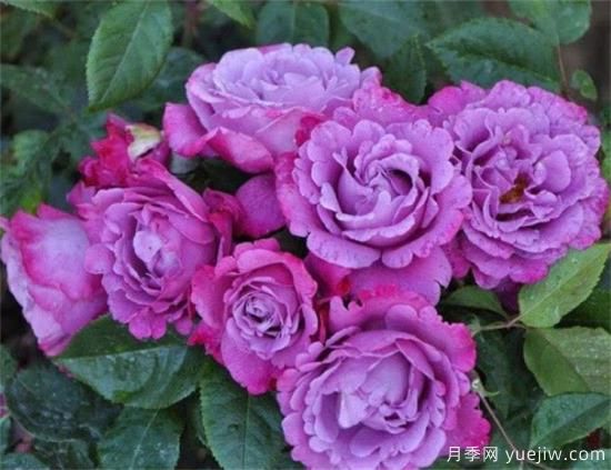 紫色月季花有哪些品種？分享30款紫色月季(圖17)