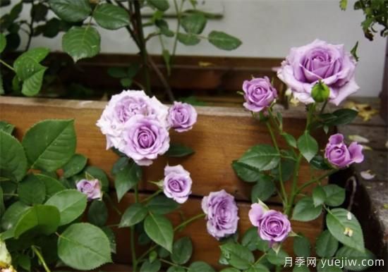 紫色月季花有哪些品種？分享30款紫色月季(圖20)