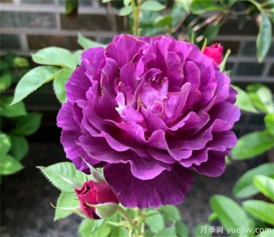 紫色月季花有哪些品種？分享30款紫色月季(圖21)