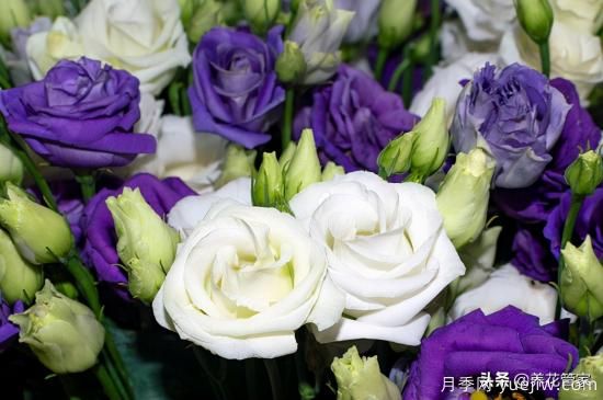 適合秋播花卉的10大品種，明年花開滿陽臺(圖1)