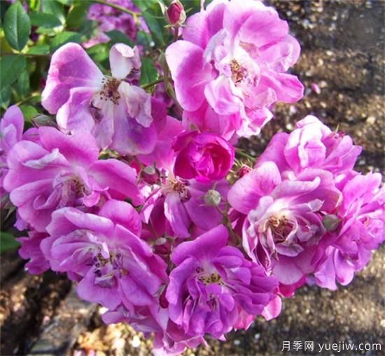 紫色月季花有哪些品種？分享30款紫色月季(圖22)