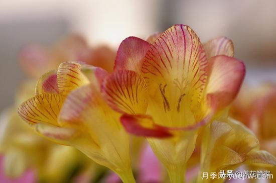 適合秋播花卉的10大品種，明年花開滿陽臺(圖2)