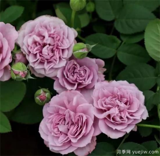 紫色月季花有哪些品種？分享30款紫色月季(圖23)