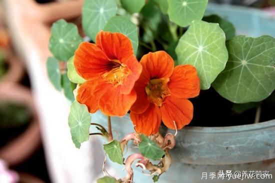 適合秋播花卉的10大品種，明年花開滿陽臺(圖3)