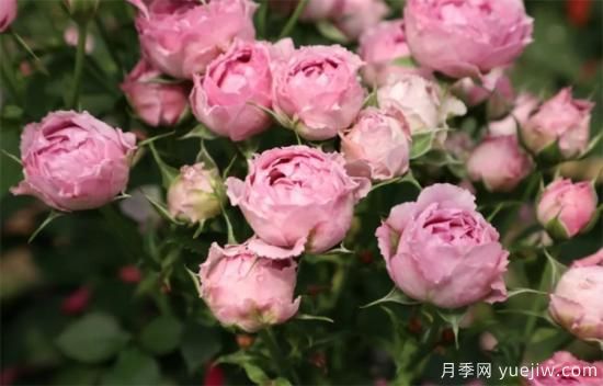 紫色月季花有哪些品種？分享30款紫色月季(圖24)
