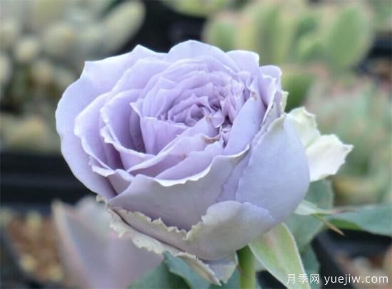 紫色月季花有哪些品種？分享30款紫色月季(圖25)
