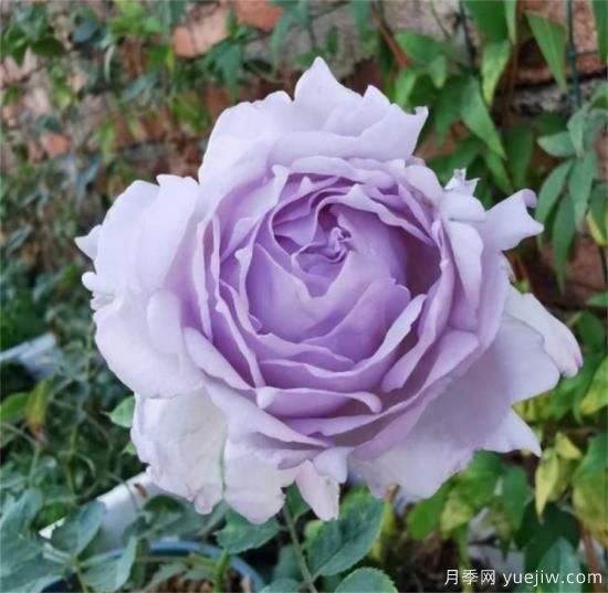 紫色月季花有哪些品種？分享30款紫色月季(圖29)