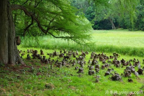 靈性化的林業(yè)，黔東南育林護(hù)林的創(chuàng)意之美(圖4)